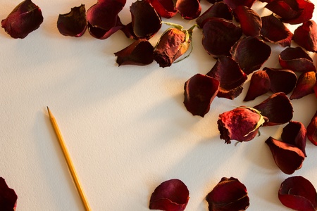 Rose petals in the sunの写真素材