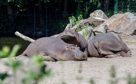 Three hippos relaxing in the sun on a cosey piece of beach on the water