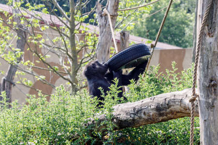 Chimpanzee playing with a car tire hanging on a tree.の写真素材