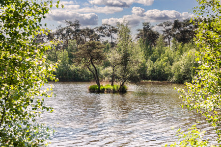 Tiny island with trees situated in a small lakeの写真素材