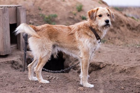 A mongrel on a chain is carefully looking into the distance against the background of the booth and...