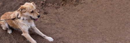 Banner depicting mongrels on a chain on the ground. Selective focus.の写真素材