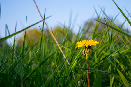 A lonely dandelion grown on the grasslandの写真素材