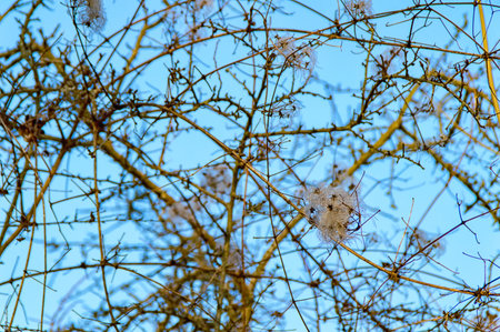 Deciduous tree in the winter without leaves