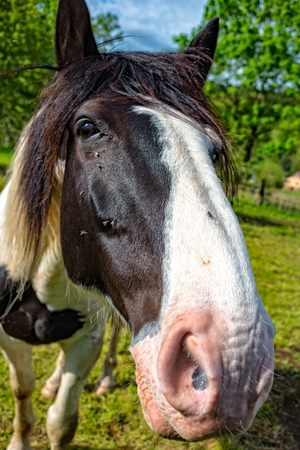 A face of a horse on the horse stringの写真素材