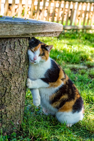 A Threechromatic luck cat roams through the meadowの写真素材