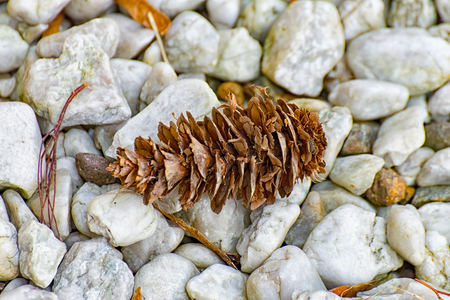 A Pine cones lying on white stones in thuringiaの写真素材