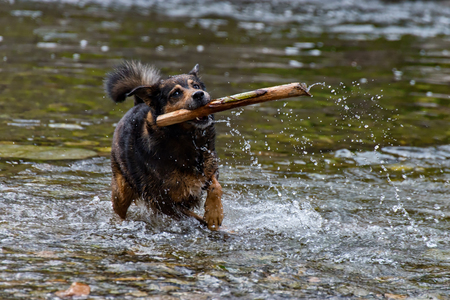 The Terrier mixed breed dog playing in the waterの写真素材