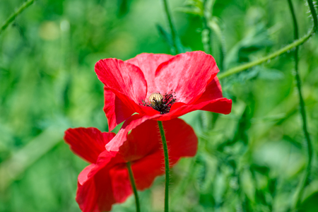 Many poppies in a field with red flowersの写真素材