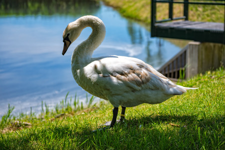 A portrait of a white swan at a lake at the villageの写真素材