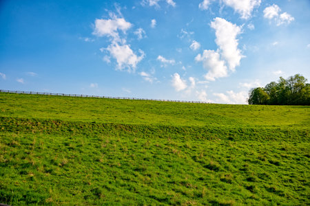 The green and large Meadow with sunshine