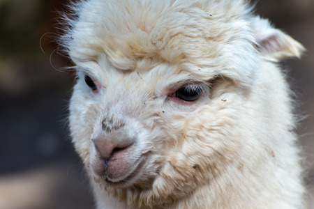 The White alpaca is looking for the mummyの写真素材