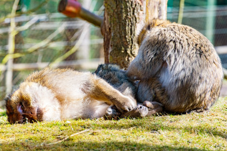 The Two Berber monkeys are mutually invading each other on the meadow