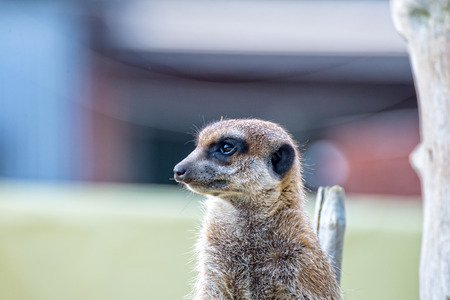 A Little meerkat holds guard in the zooの写真素材