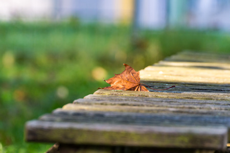 Autumn leaf lies on the bench in autumnの写真素材