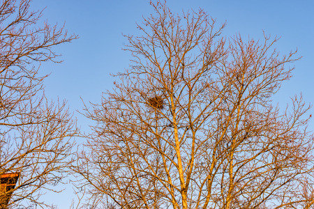 A Tree with a birds nest in the crownの写真素材