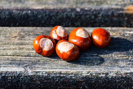A Lot of Chestnut at the Groundの写真素材