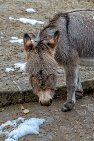A Donkey searches for food in his enclosureの写真素材