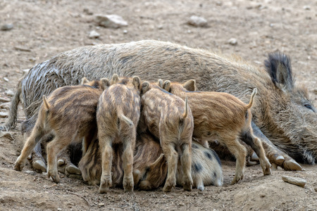 A big Boar mother suckles her boarの写真素材
