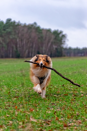 American Longhair Collieの写真素材