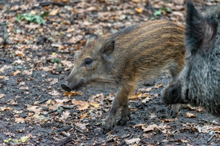 Boar boarling in the forestの写真素材