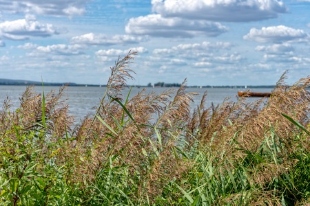 Reeds on the shore of the Steinhuder Meerの写真素材