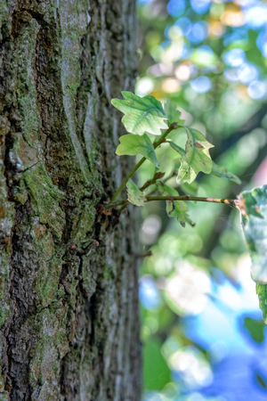 Acorn shoots on a treeの写真素材
