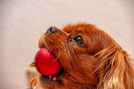 Cavalier King Charles Spaniel Dog Christmasの写真素材