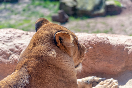 Berber lion female looks for preyの写真素材