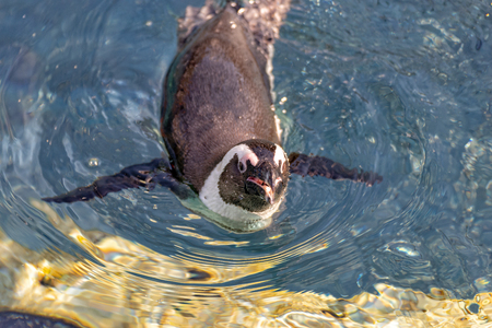 Penguin is swimming alone in waterの写真素材