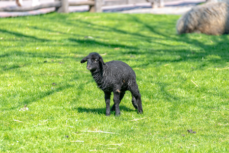 black baby sheep is running across the meadowの写真素材