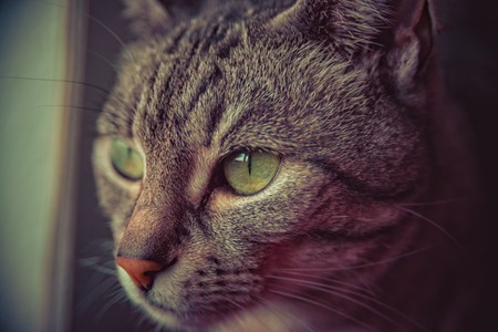 Gray white striped european short hair catの写真素材