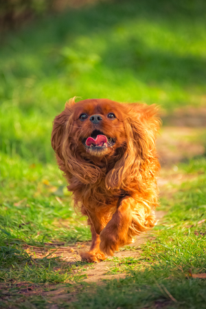 Cavalier King Charles dog breed Ruby runs across the meadowの写真素材