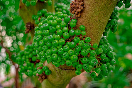 Coffee fruit on the tree in the jungle