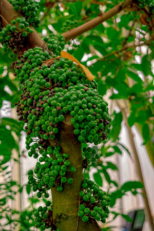 Coffee fruit on the tree in the jungle