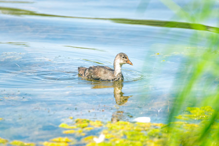 Little duck is swimming in the lake between the reedsの写真素材