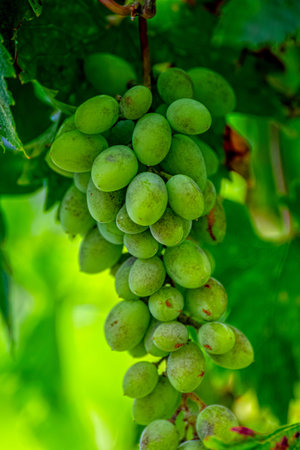 Bright grapes grow on a vine