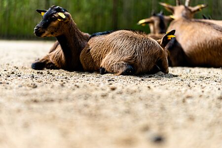 Little goat resting in the sunの写真素材