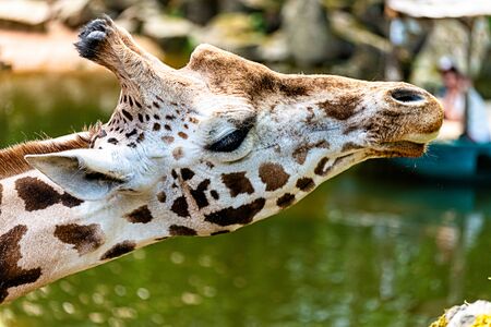Portrait of an African giraffeの写真素材