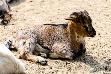 Little goat resting in the sunの写真素材