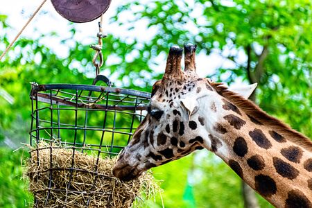 Giraffe eats branch and strawの写真素材