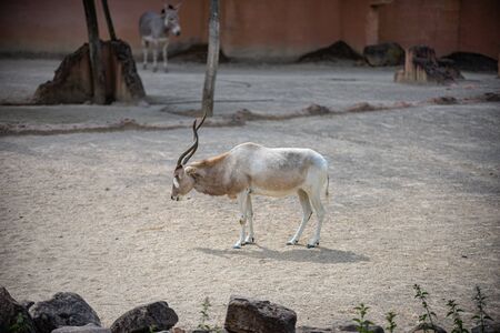 Addax watches his territoryの写真素材