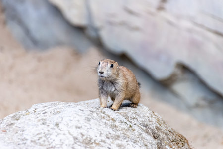 Prairie dog enjoys the warmth in the sun
