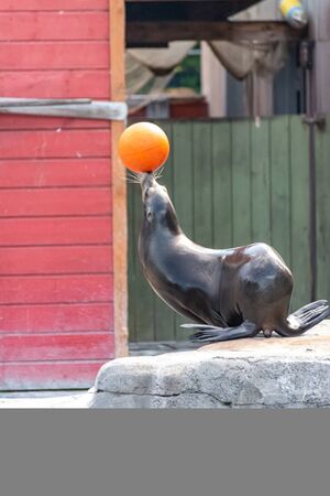 Sea lion shows tricks with the ballの写真素材