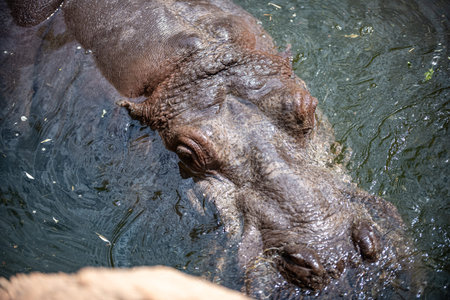 Hippo cools down in water
