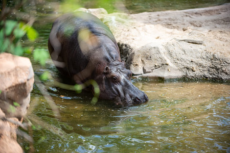 Hippo cools down in water