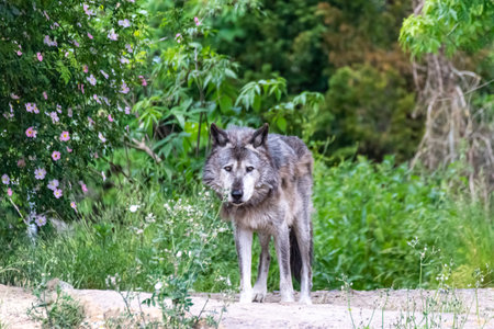 Timberwolf in his territory during fur change