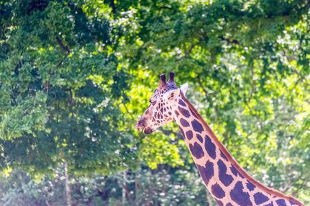 Giraffe observes its territory and chews with relish on a branchの写真素材