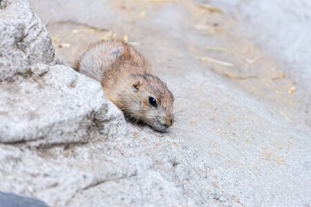 Prairie dog enjoys the warmth in the sunの写真素材
