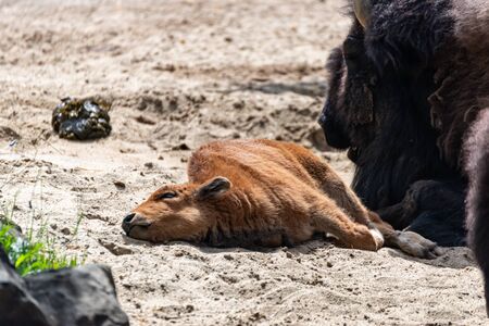 Young bison calf lies beside his mamaの写真素材